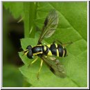 Xanthogramma pedissequum - Spaete Gelbrandschwebfliege w02.jpg